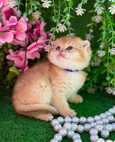 Pişiklər: Şotland — 1