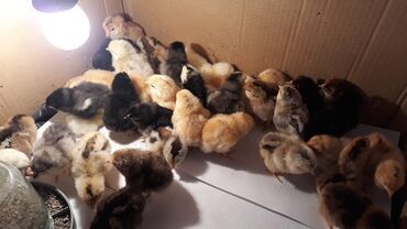 Куры, петухи: Продаю домашних цыплят разной породы 
Вывод 29 апреля