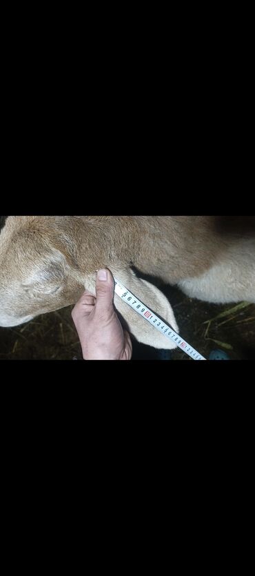 Баран, овца: Продаю | Овца (самка) | Арашан | Для разведения | Котные — 2