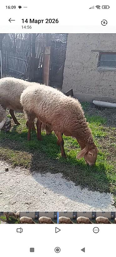Баран, овца: Продаю | Овца (самка) | Для разведения | Матка at lalafo.kg — 4 Баран, овца: Продаю | Овца (самка) | Для разведения | Матка — 4