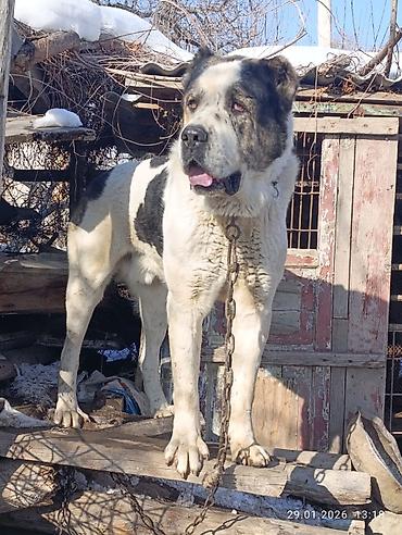 Вязка собак: Кабель возраст 4,5 года холка 94 супертяж чемпион Кыргызстана и — 7