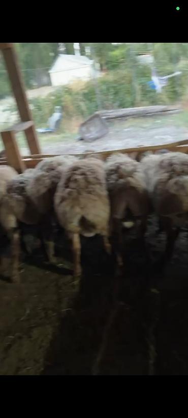 кошка с разными глазами: Продаю | Баран (самец) | Для разведения — 4
