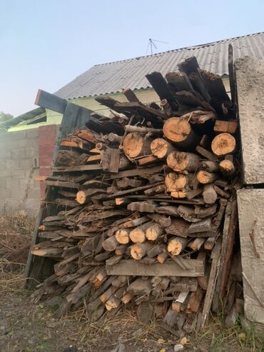 саженец сирени купить: Отун