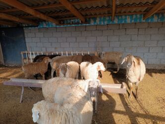 срочно продаю в связи с переездом: Сатам | Козу | Аргын | Союуга, Көбөйтүү үчүн | Асыл тукумдуу