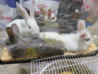 Inəklər, öküzlər: Məhsul: Dekorativ dovşan balaları Təsvir: - Fərqli rəng və tüklü