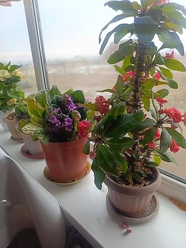 Другие комнатные растения: Срочна ❗ Комнатный гулдордун турлору коп. Баарын жакшы баада берем — 11