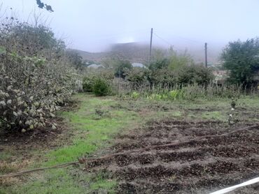 turkanda dəniz kənari torpaq: 10 sot, Tikinti, Mülkiyyətçi, Kupça (Çıxarış)