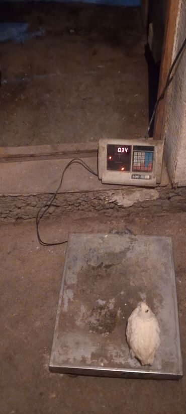 Куры, петухи: Продаю | Инкубационные яйца | Для разведения — 5