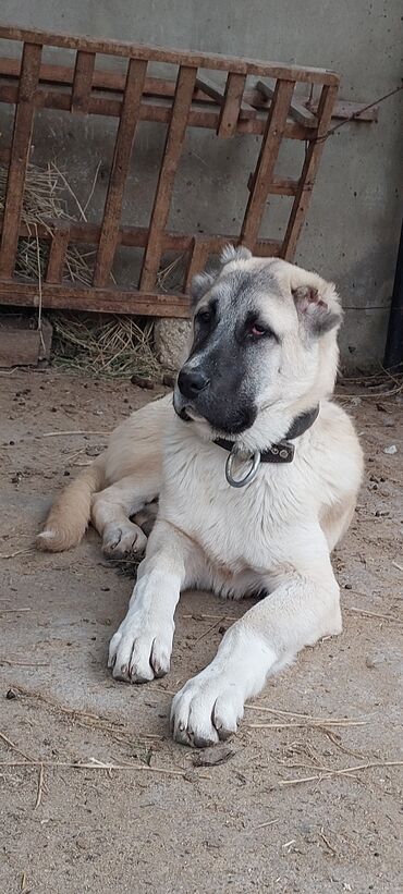 kanqal davasi: Kanqal, 6 ay, Erkek, Peyvəndli