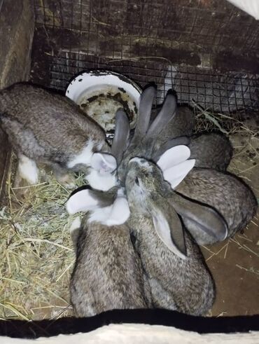 продаю животных: Продаю кроликов цена договорная крольчата по 2,5месяца смесь фландер
