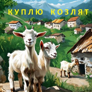 козу гирил: Куплю | Козы, козлы | Круглосуточно, Любое состояние