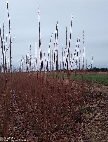 Tinglər: Xurma ağacları satışdadır zəmanətli verilir ağaclar çatdirilma pulsuz — 8