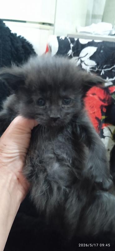 Продажа кошек: Мейн-кун, 1 месяц, Мальчик at lalafo.kg — 1 Продажа кошек: Мейн-кун, 1 месяц, Мальчик — 1
