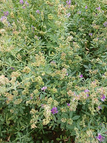 Yonca (Medicago sativa) – toxumlu bitki Məhsul xüsusiyyətləri: - Növ lalafo.az -da Yonca (Medicago sativa) – toxumlu bitki Məhsul xüsusiyyətləri: - Növ