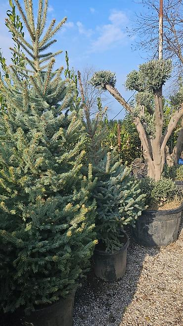 agac tinglerinin satisi: Ucuz qiymete qazon. var. 0Thuja və iynəyarpaqlı dekorativ ağaclar – — 4