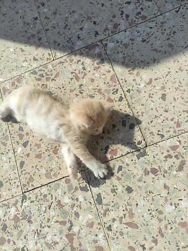 Pişiklər: Yaxşı əllərə — 9