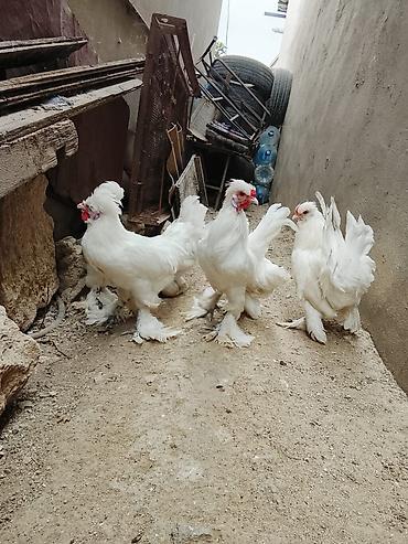 donuz heyvan: 4 xoruz 2 fərə Sultan Toyuqlari satilir 4 aylıqdi — 3