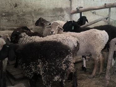 Бараны, овцы: Продаю | Овца (самка), Ягненок, Баран (самец) | Гиссарская, Полукровка, Меринос | На забой, Для разведения | Племенные, Кастрированные, Осеменитель — 11