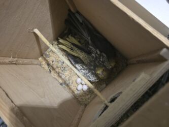 мальтипу купить в баку: 1 cüt Korella iri qefes tekce qefese ele 35 m pul verilib yuva hamsı