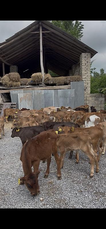 Dana, buzov: Ətlik istiqamət üçün buzovlar - Yaş qrupu: erkən yaşlı buzovlar - — 19