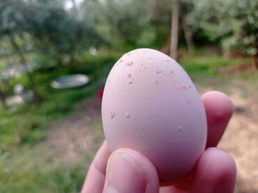 avstrolop toyuqlari: Australorp mayalı toyuq yumurtası sifarişlə yığılır. Biri 1 azn. Toyuq