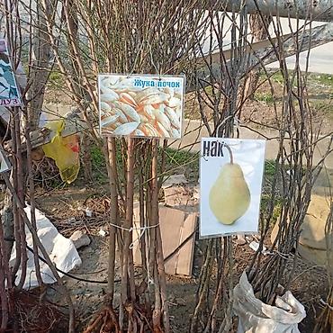 Яблоня: Саженцы плодовых культур — ассортимент сортов Предлагаются саженцы — 8