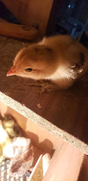 Куры, петухи: Продаю | Цыплята | Для разведения — 27