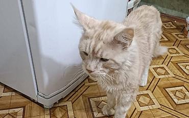 слив воронежской пантеры: Котята, помет из нескольких малышей разной окраски: - рыжие и — 8