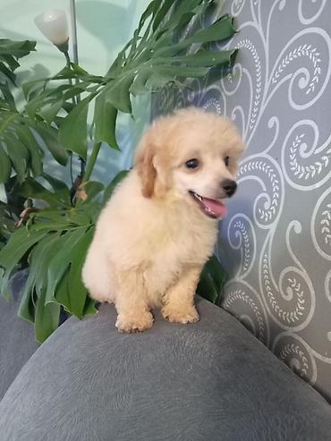 Psi: Patuljasta pudla muzjak 3meseca na lalafo.rs — 4 Psi: Patuljasta pudla muzjak 3meseca — 4