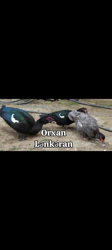 quş qefes: Fermada yetişdirilmiş muskovit ördəklər mövcuddur. Bu cins ördəklər