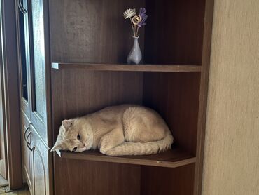 pişik cutləşdirmək: Erkək, Yaxşı əllərə