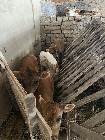 Коровы, быки: Продаю | Корова (самка) | Для молока | Привязанные — 10