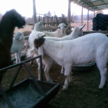 Козы, козлы: Продаю | Коза (самка) | Для разведения | Племенные — 4