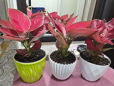 Монстеры: Монстера делициоза (Monstera deliciosa) в горшке - Эффектное — 20