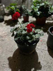 Otaq bitkiləri: Qırmızı çiçəkləri olan saksı geranium (Pelargonium) - Parlaq qırmızı — 6