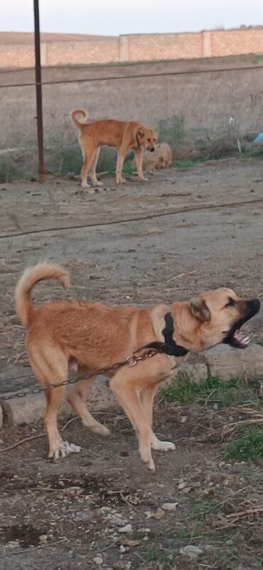 отдам в добрые руки щенка баку 2020: Гурдбасар, 10 месяцев, Самец, С прививками, Бесплатная доставка