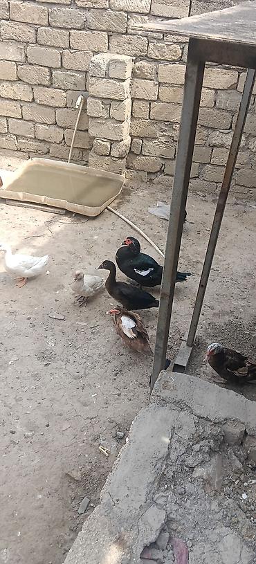 ördek fiyatları: Erkək, | Lal ördək, Ətlik — 3