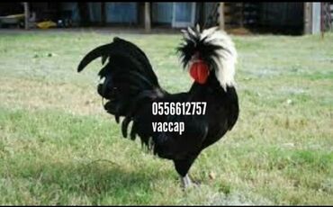 Toyuqlar: Toyuq, Damazlıq, Pulsuz çatdırılma -da lalafo.az — 9 Toyuqlar: Toyuq, Damazlıq, Pulsuz çatdırılma — 9