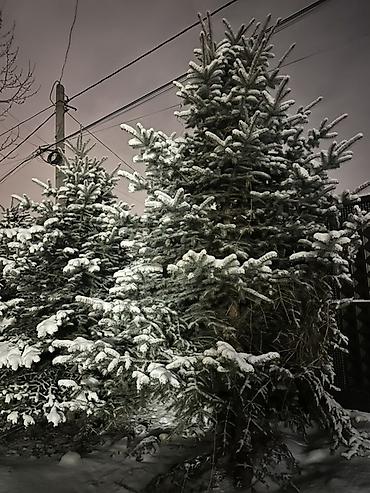 Дом и сад: Ель голубая (Picea pungens), декоративные уличные деревья Высота 5 — 2