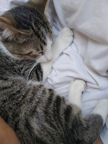 саванна кот: Кошка. Очень ласковая и спокойная, 4 месяца,к лотку приучена,в добрые