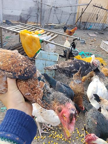 Другие с/х животные: Продаются сельскохозяйственные птицы смешанного поголовья для — 27