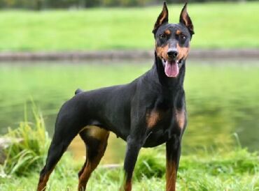 spicevi psi: Doberman i Patuljasti pinc Doberman i Patuljasti pinc štenci