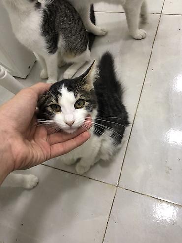 akvarium baliq adlari: Отдаем котиков в хорошие руки, беспалтно. все кроме белых — 4