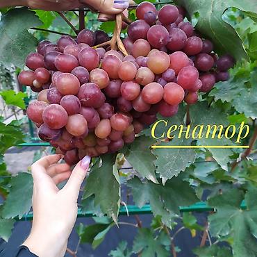 меренос козу: Саженцы и черенки винограда! Продаем саженцы и черенки винограда — 2