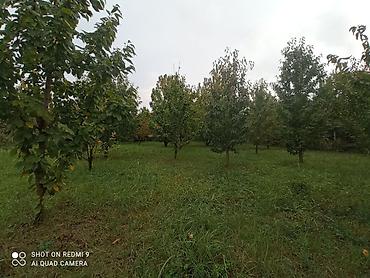 cilədağı bitkisi qiymeti: Meyvə bağı – müxtəlif növ ağaclarla əkilmiş torpaq sahəsi Təsvir: - — 6