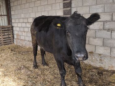 продажа щенков немецкой овчарки с документами в бишкеке: Продаю | Корова (самка) | Ангус, Абердин-ангус | Для разведения, Для молока | Племенные