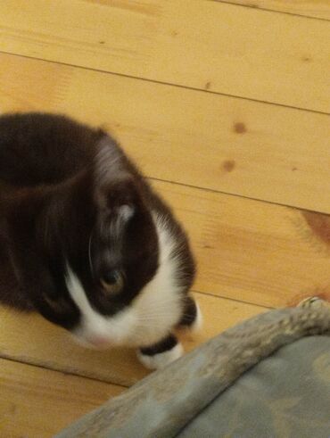 Pişiklər: Yaxşı əllərə — 3