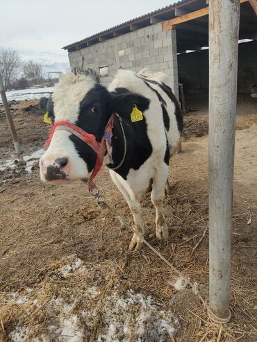 корова голштинской: Продаю | Корова (самка) | Голштин | Для молока | Искусственник
