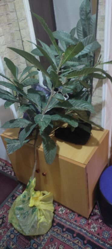 bitki satışı: Мушмулла деревце