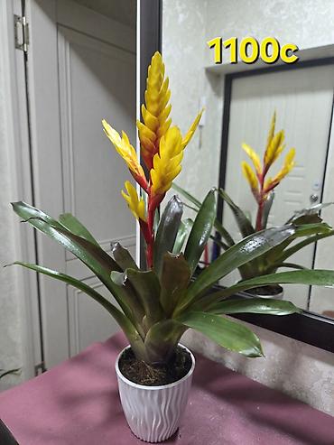 Драцены и Сансевиерии: Сансевиерия (Sansevieria, «щучий хвост») в горшке. Описание: - — 2